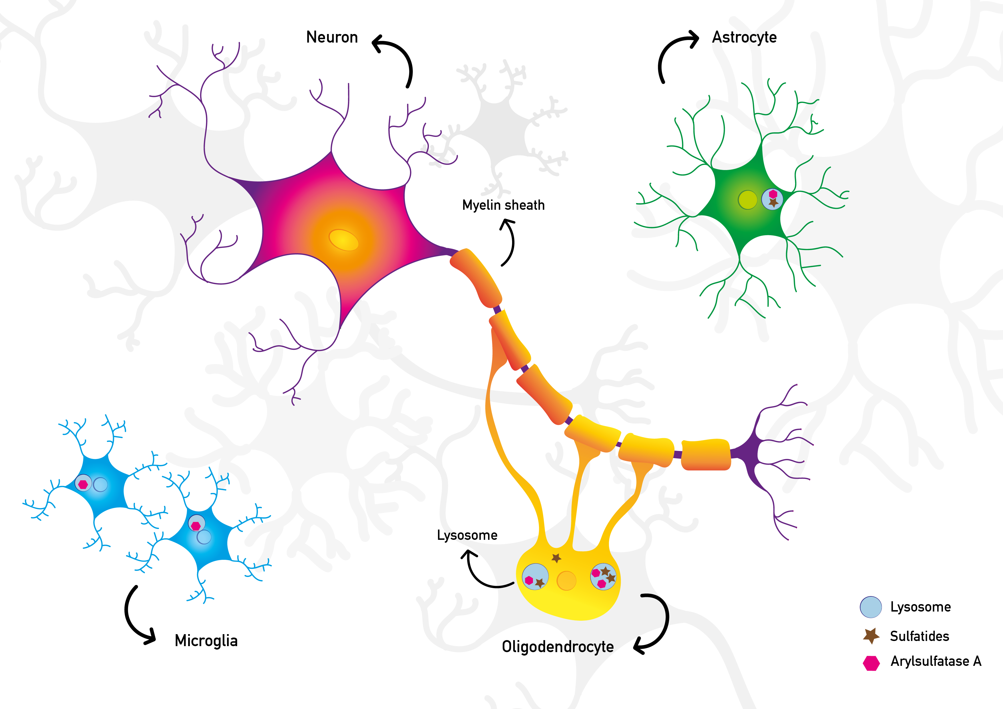 Illustration of a neuron in a healthy situation