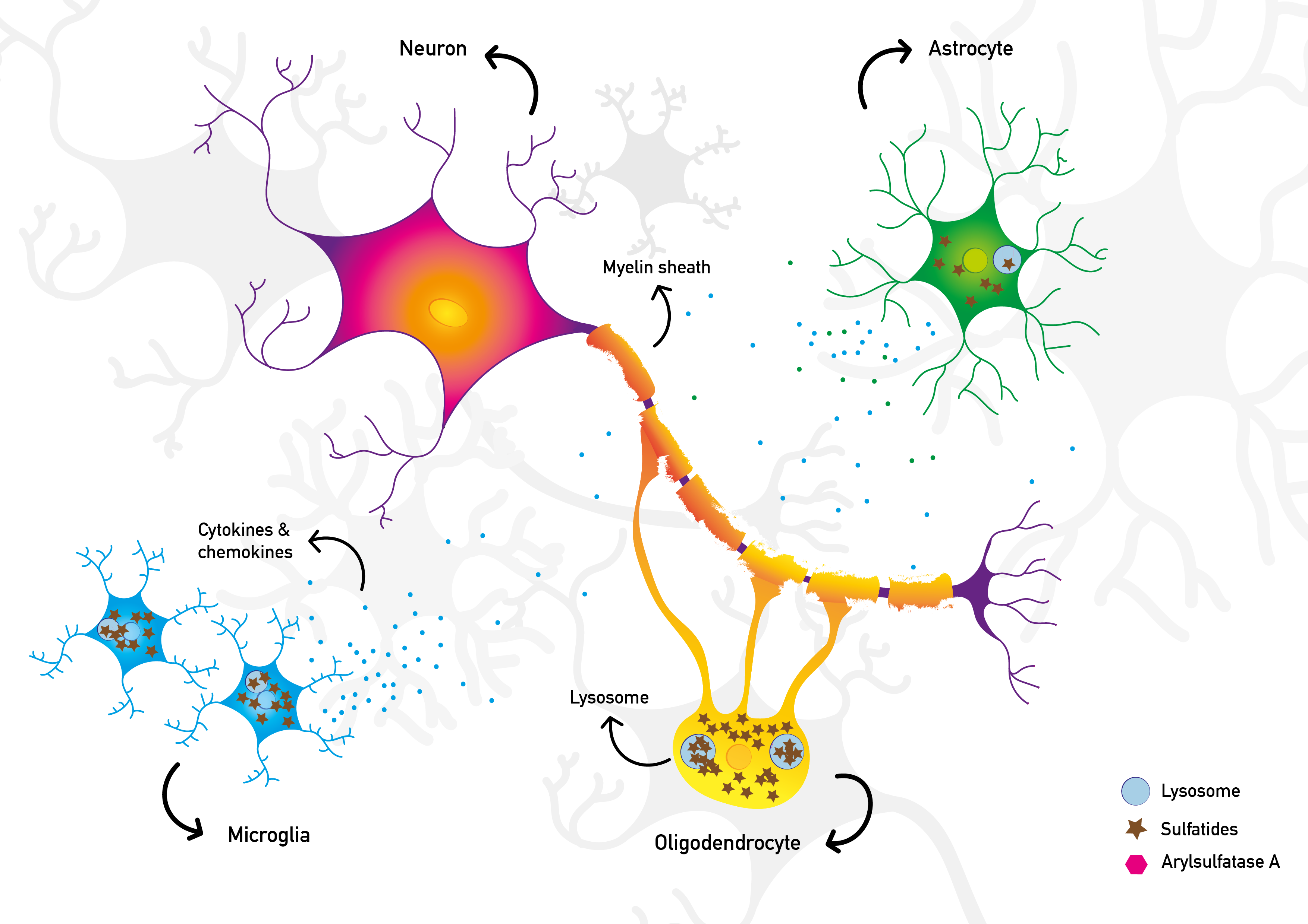 Illustration with neuron and myelin sheath that are affected by sulfatide accumulation